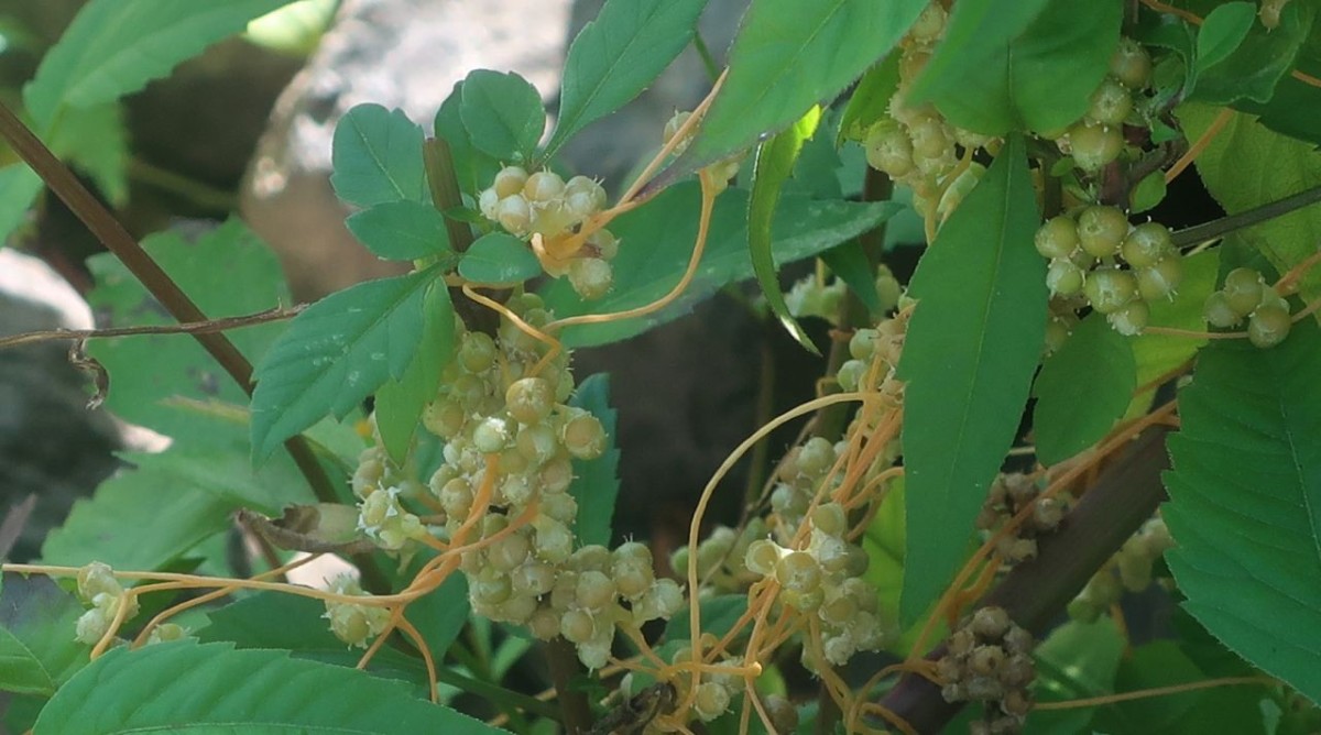 Cuscuta 2b_Koeln_2026-08-24.jpg