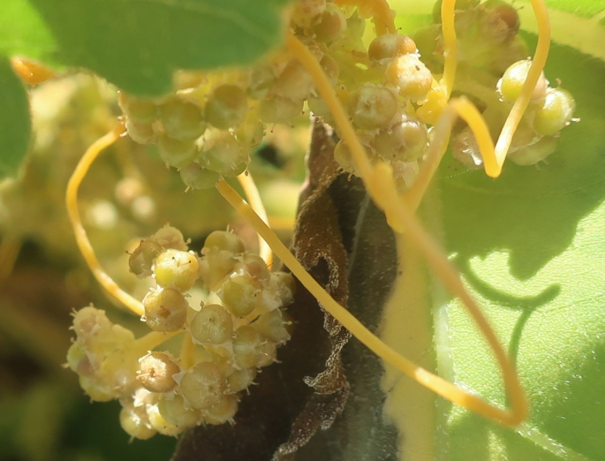Cuscuta 2c_Koeln_2026-08-24.jpg
