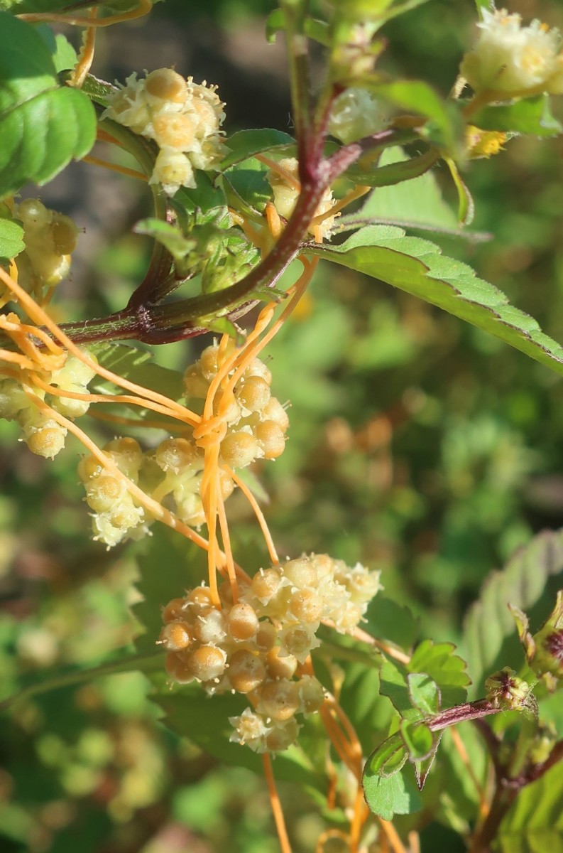 Cuscuta 2d_Koeln_2026-08-24.jpg