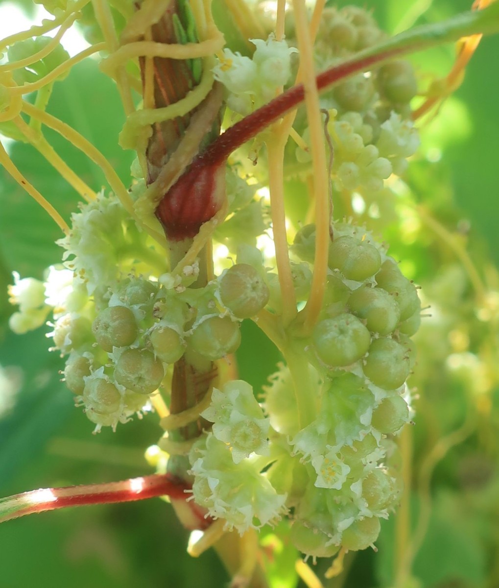 Cuscuta 2e_Koeln_2026-08-24.jpg