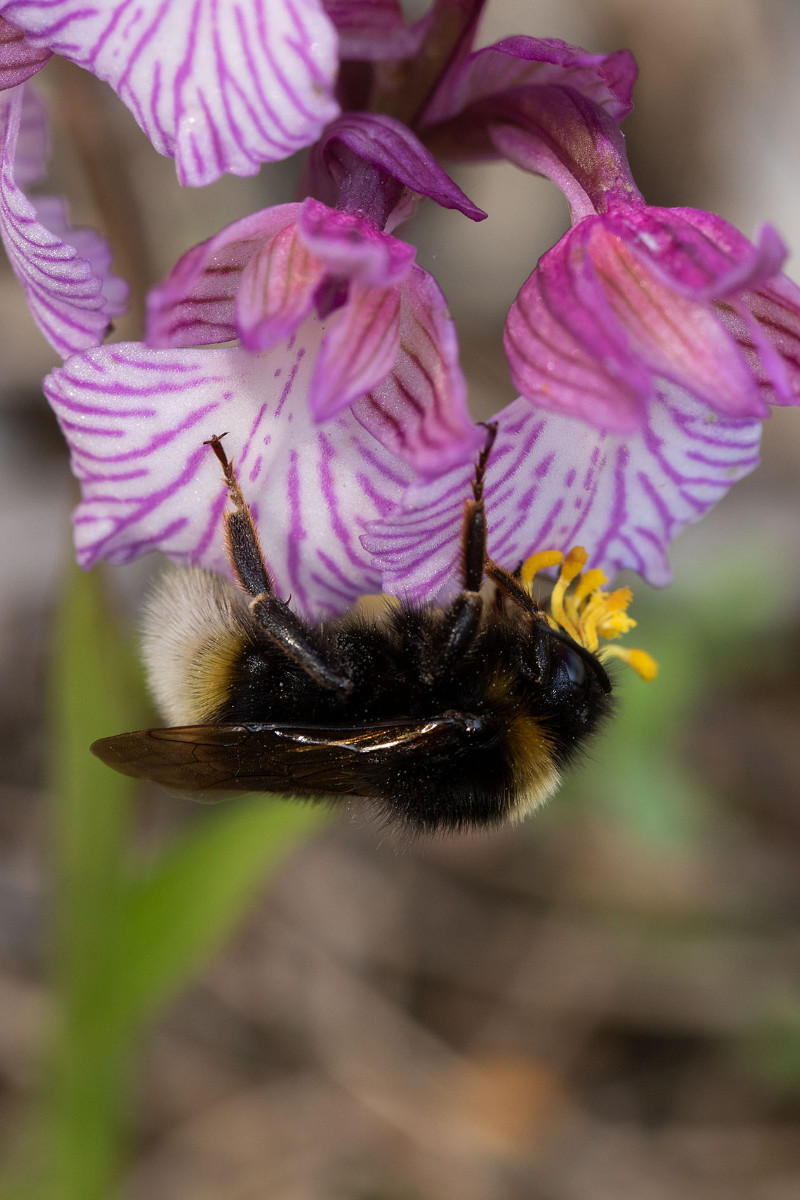 mit langstieligen Ophrys-Pollinarien, die entweder von normanii, oder chestermanii stammen können.