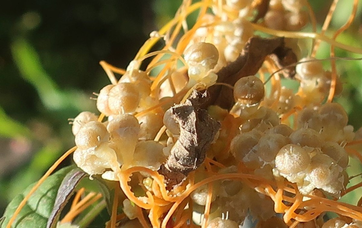 Cuscuta 2f_Koeln_2026-08-24.jpg