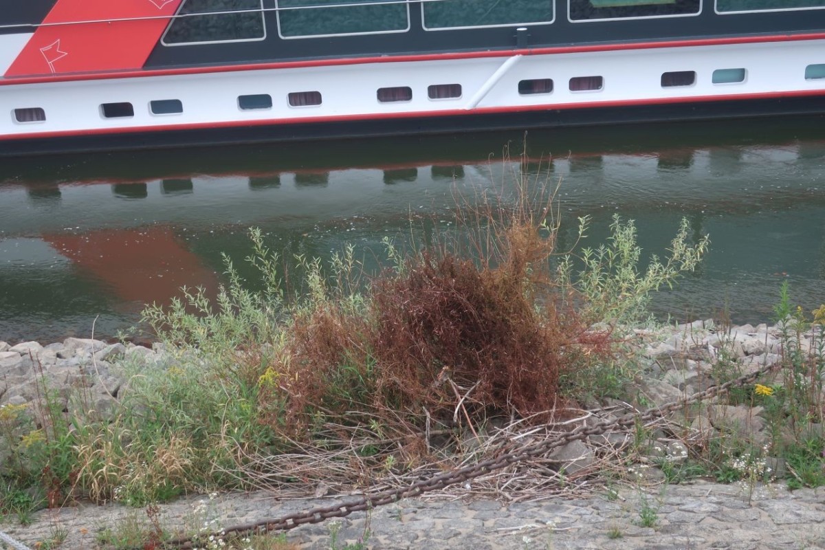 Cuscuta lupuliformis 10_Koeln_2026-08-24.jpg