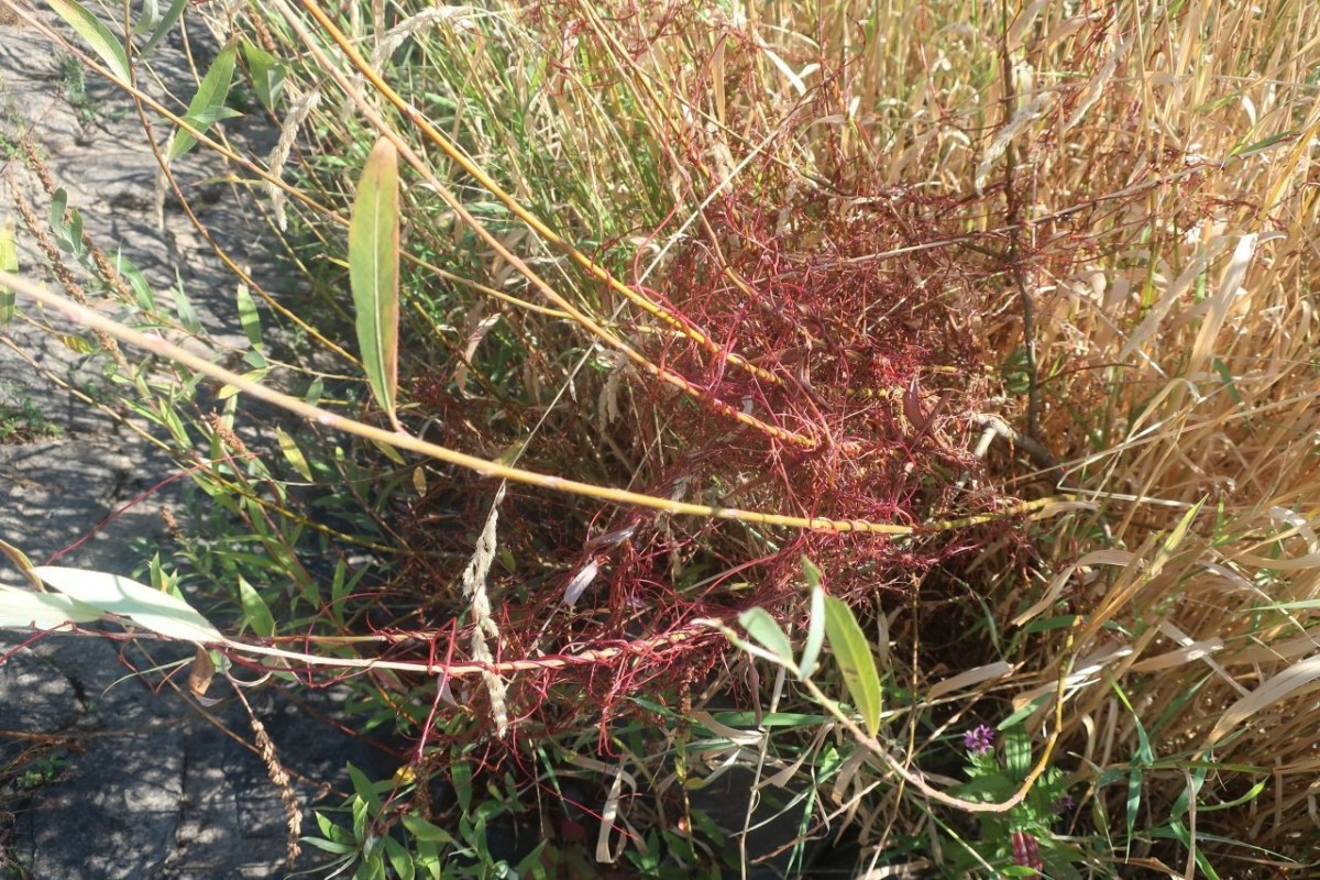 Cuscuta lupuliformis 8_Koeln_2026-08-24.jpg
