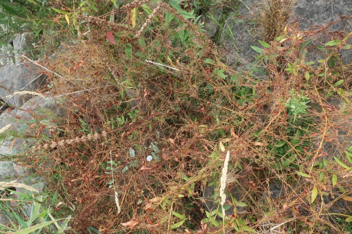 Cuscuta lupuliformis 1_Koeln_2026-08-21.jpg