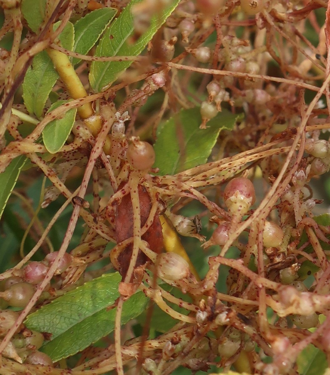 Cuscuta lupuliformis 4_Koeln_2026-08-24.jpg