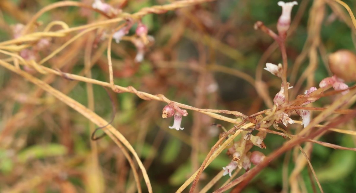 Cuscuta lupuliformis 5_Koeln_2026-08-24.jpg