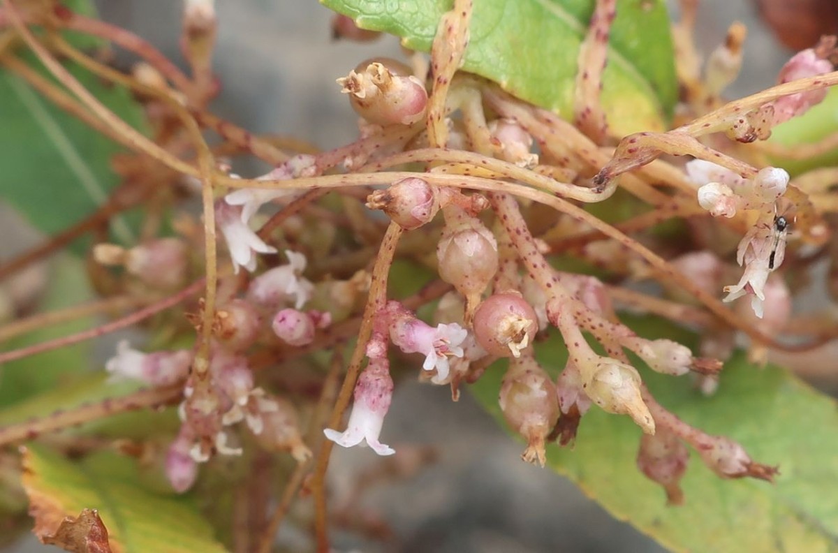 Cuscuta lupuliformis 6_Koeln_2026-08-24.jpg