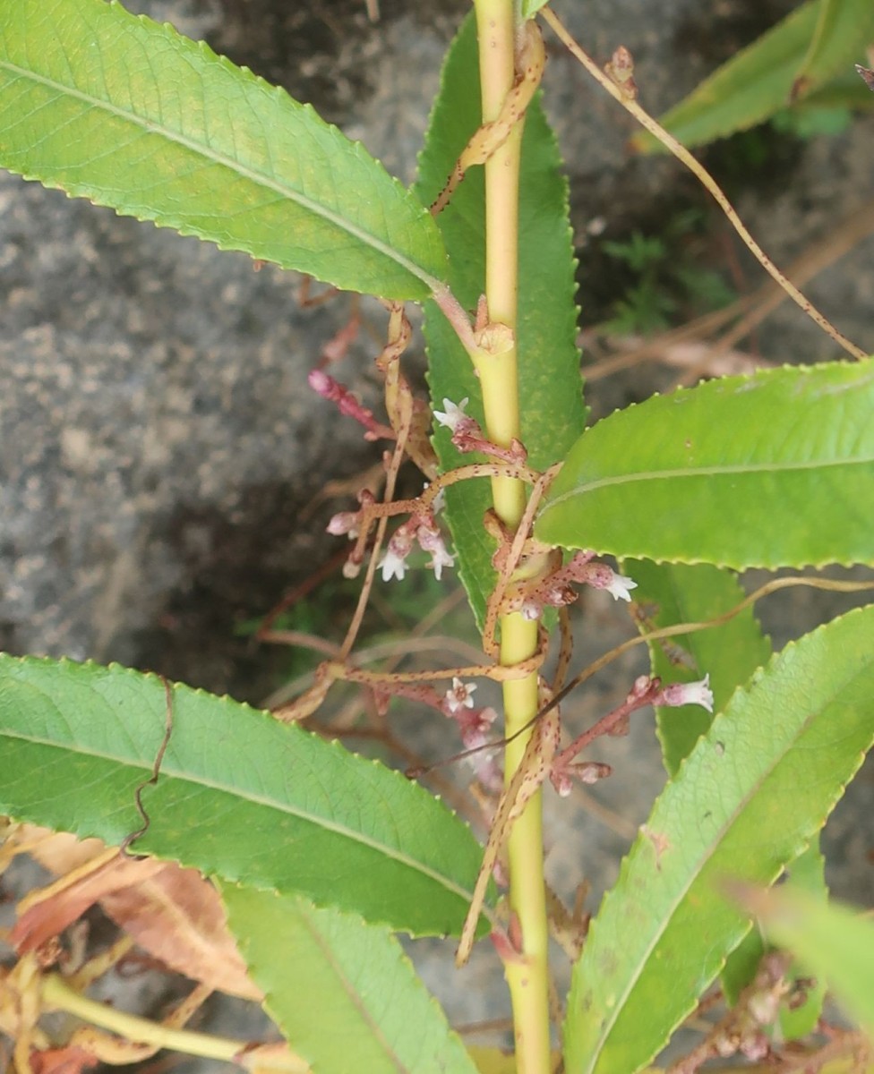 Cuscuta lupuliformis 7_Koeln_2026-08-24.jpg