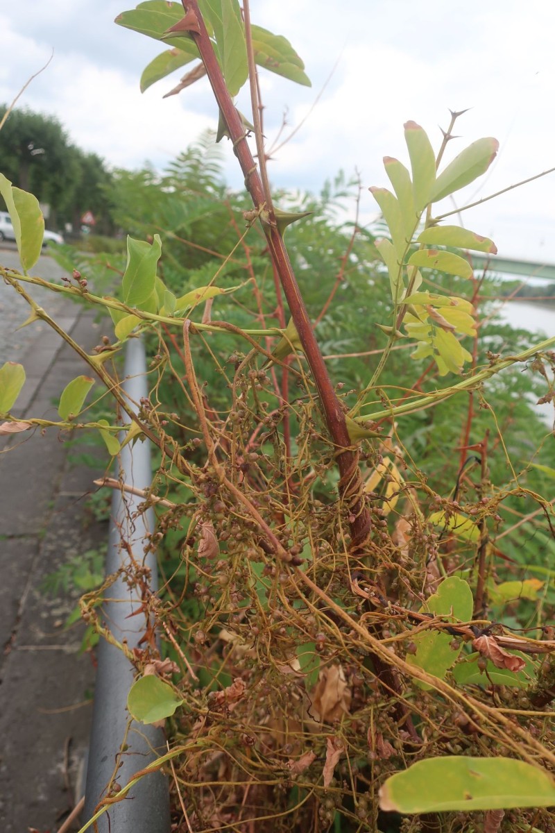 Cuscuta lupuliformis 11_Koeln_2026-08-24.jpg