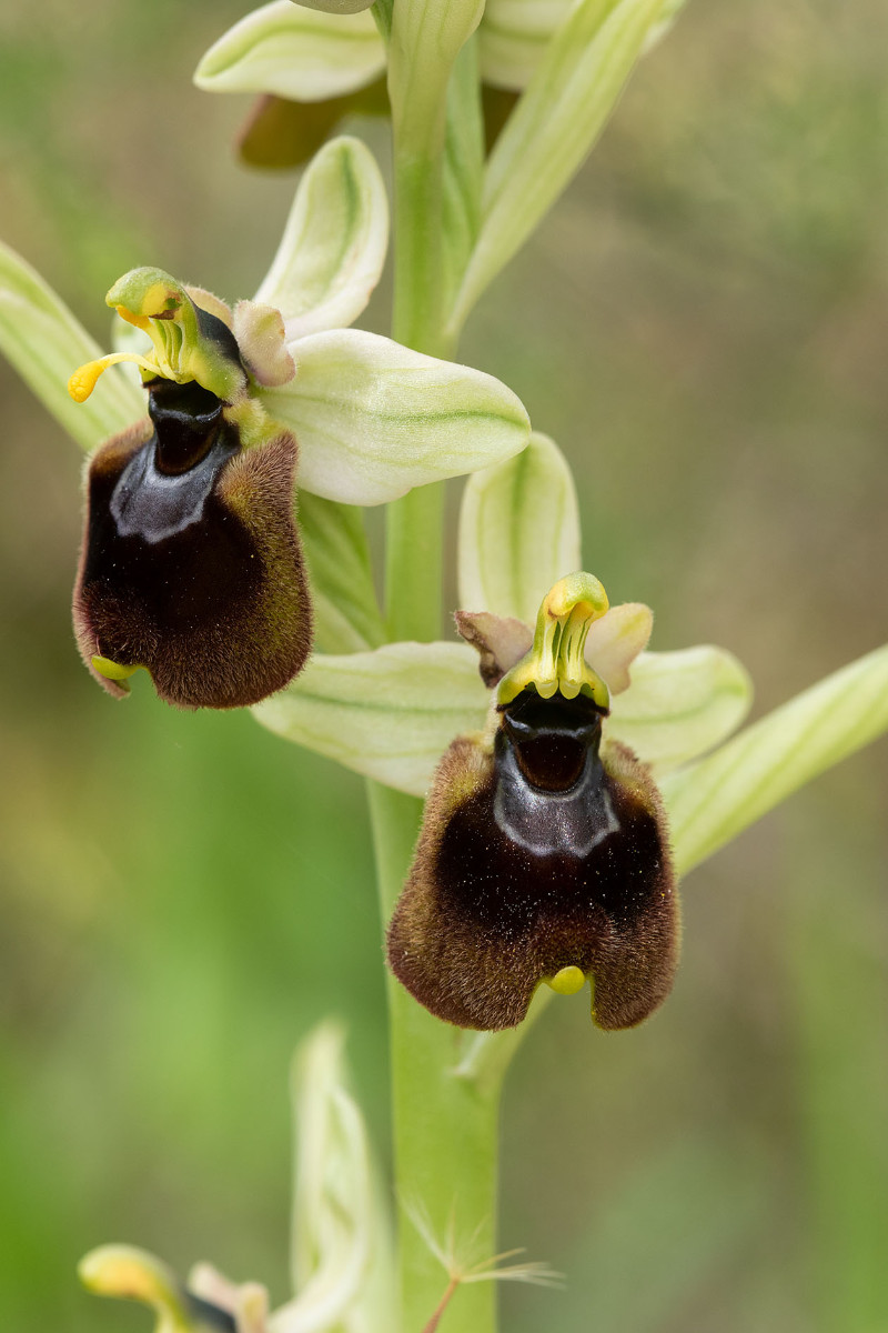 Hybride_Ophrys neglecta_x_normanii_1162.jpg