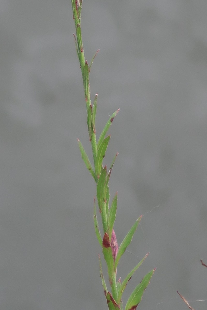 Oenothera lindheimeri 4_Koeln_2026-08-23.jpg