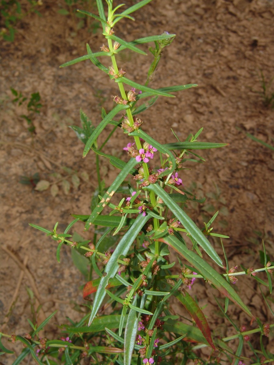 Ammannia coccinea LYTHR Congaree River SE Gadsden SC G03.jpg