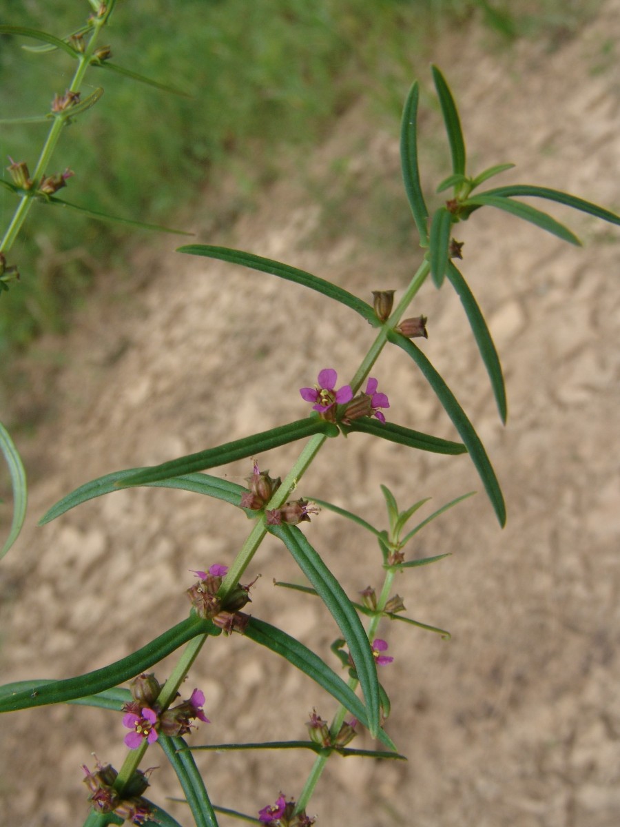 Ammannia coccinea LYTHR Congaree River SE Gadsden SC G13.jpg
