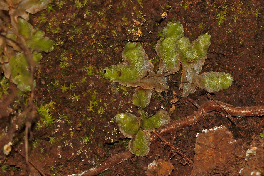 _MG_6644.jpg