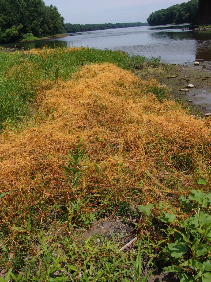 Cuscuta gronovii SusquehannaRiver Lewisburg G1.jpg