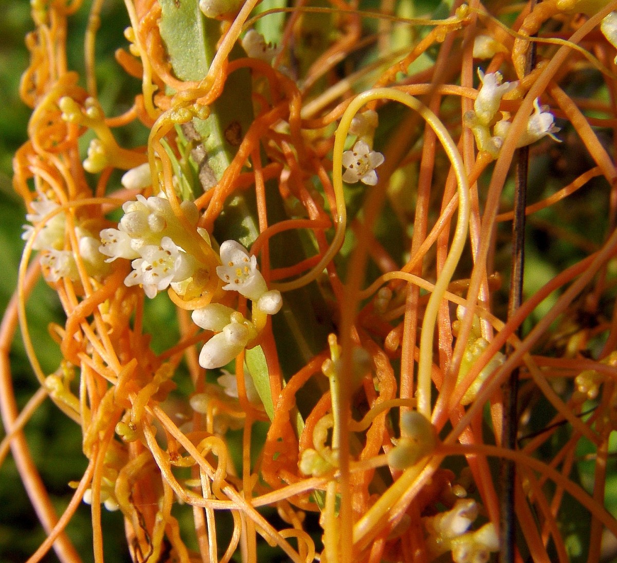 Cuscuta gronovii SusquehannaRiver Lewisburg G53.jpg