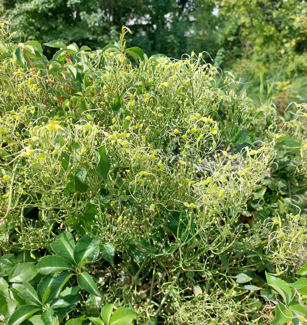 2026-08-20_Clematis flammula 2_Augsburg Sparrenlech.jpg