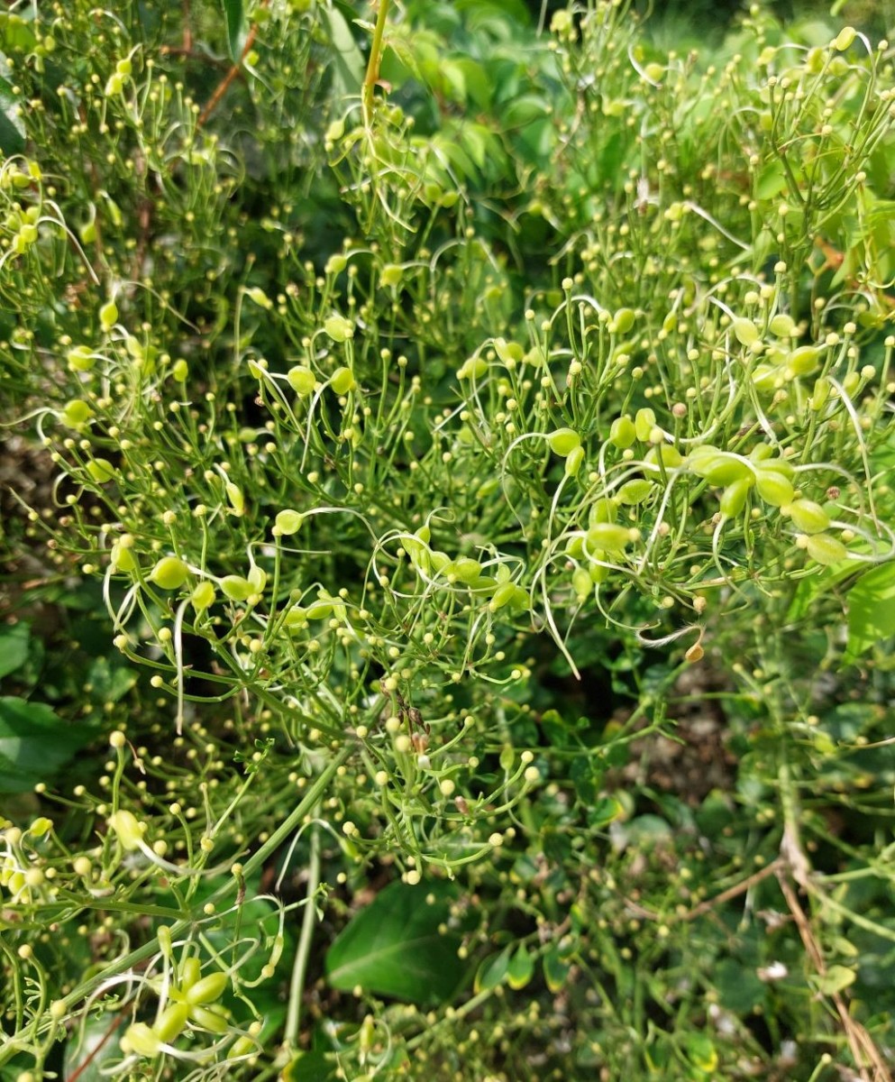 2026-08-20_Clematis flammula 4_Augsburg Sparrenlech.jpg