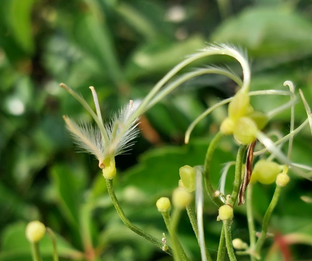 2026-08-20_Clematis flammula 6_Augsburg Sparrenlech.jpg