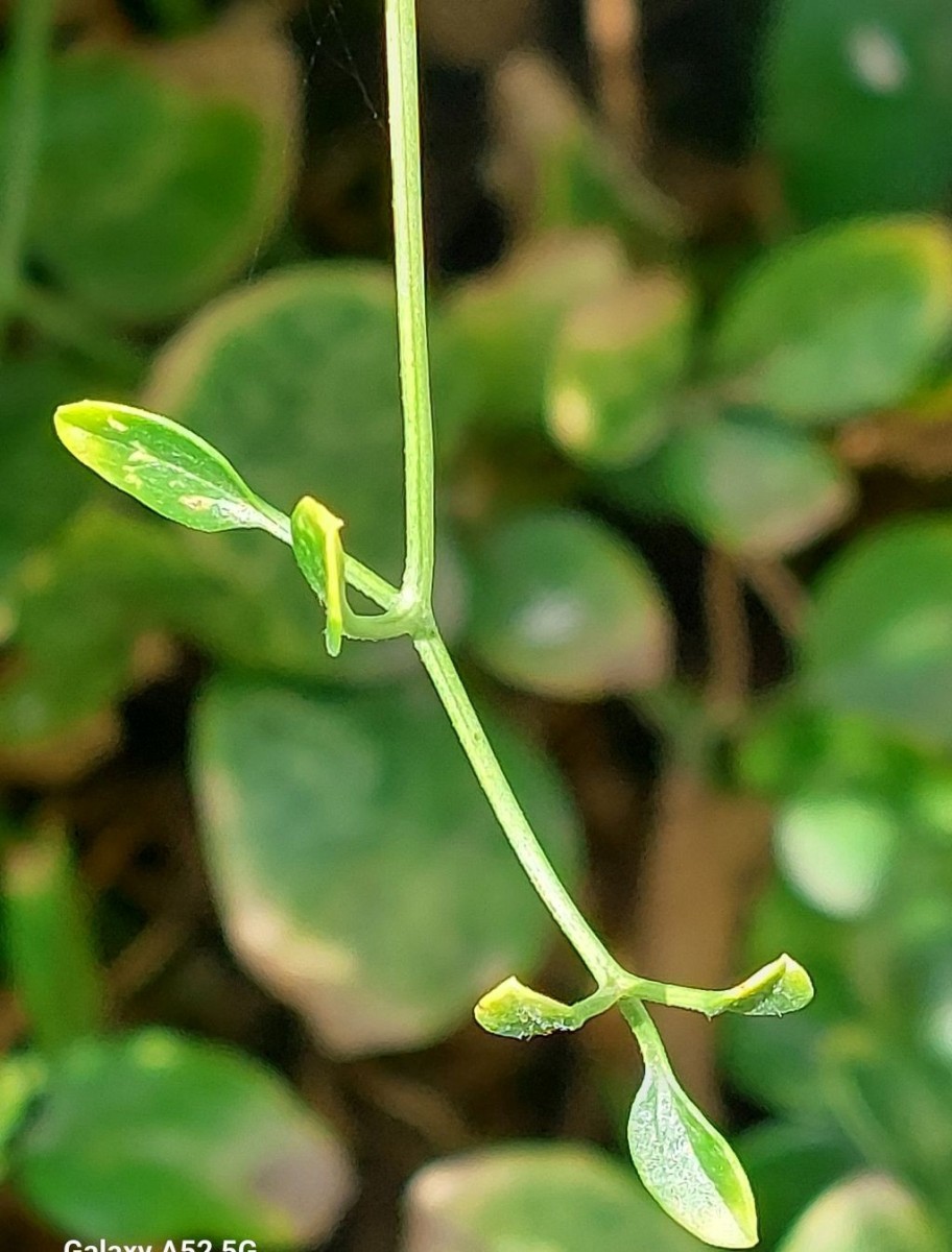 2026-08-20_Clematis flammula 7_Augsburg Sparrenlech.jpg