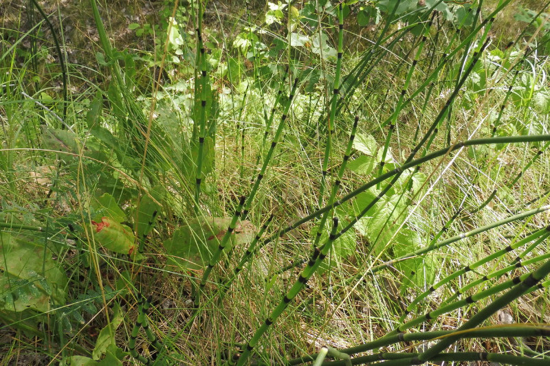 Equisetum Brandenburg Bahn 1.JPG