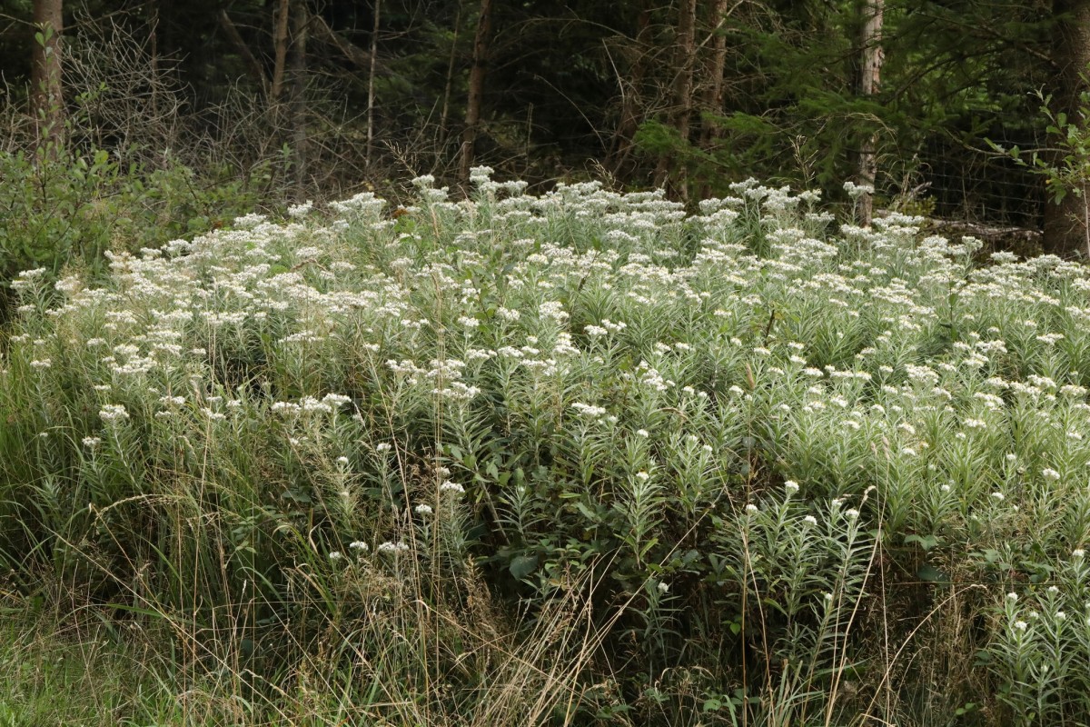 k-5000_01_Großblütiges Perlpfötchen_Anaphalis margaritacea.jpg
