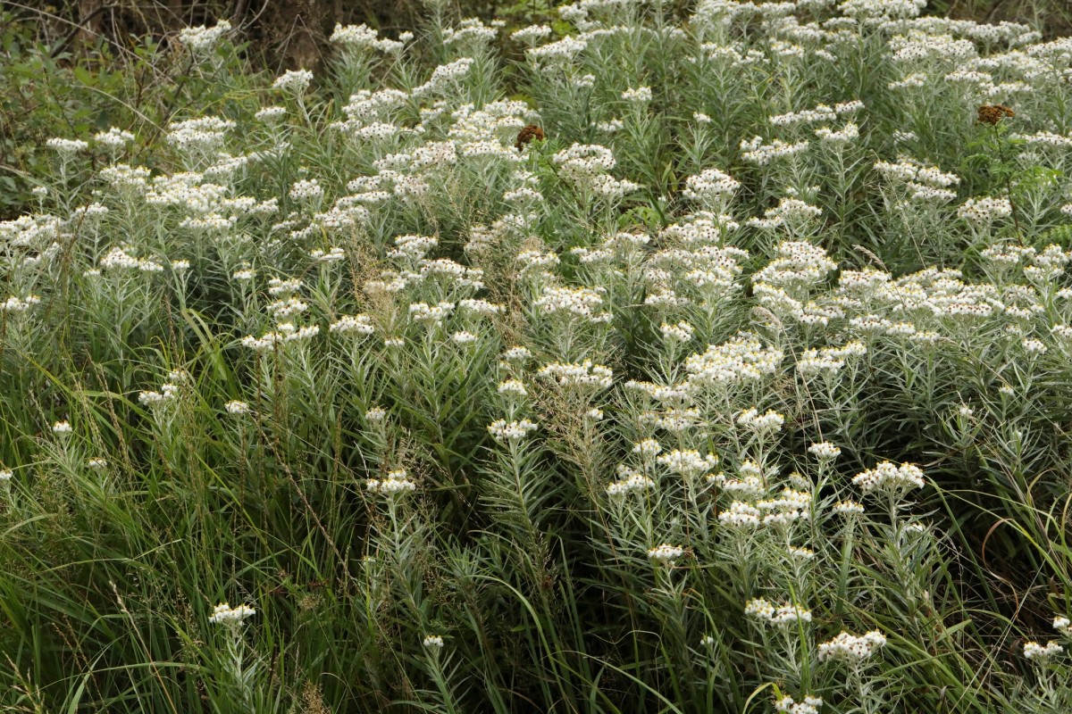 k-5000_02_Großblütiges Perlpfötchen_Anaphalis margaritacea.jpg
