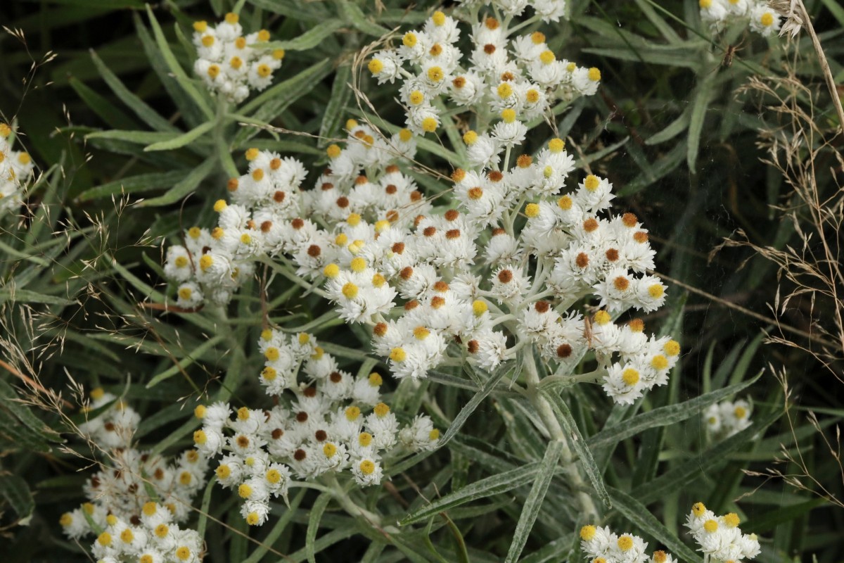 k-5000_03_Großblütiges Perlpfötchen_Anaphalis margaritacea.jpg