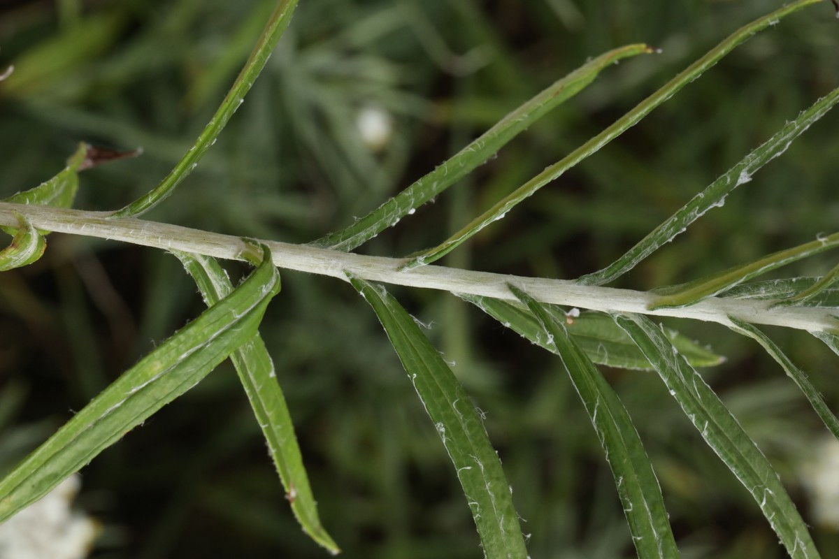 k-5000_04_Großblütiges Perlpfötchen_Anaphalis margaritacea.JPG