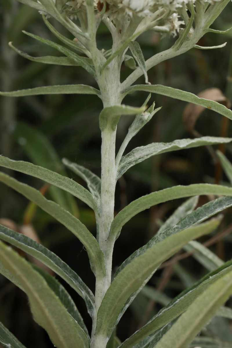 k-5000_06_Großblütiges Perlpfötchen_Anaphalis margaritacea.jpg
