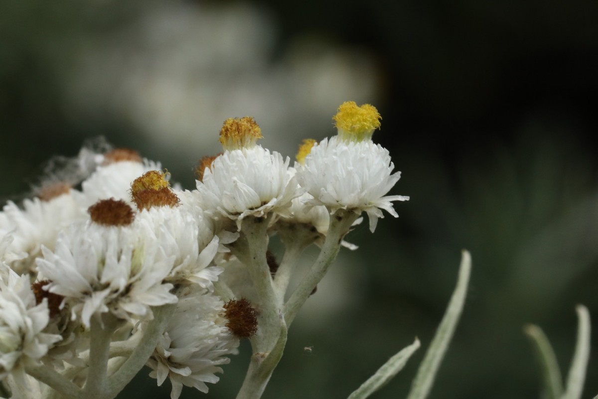 k-5000_07_Großblütiges Perlpfötchen_Anaphalis margaritacea.jpg