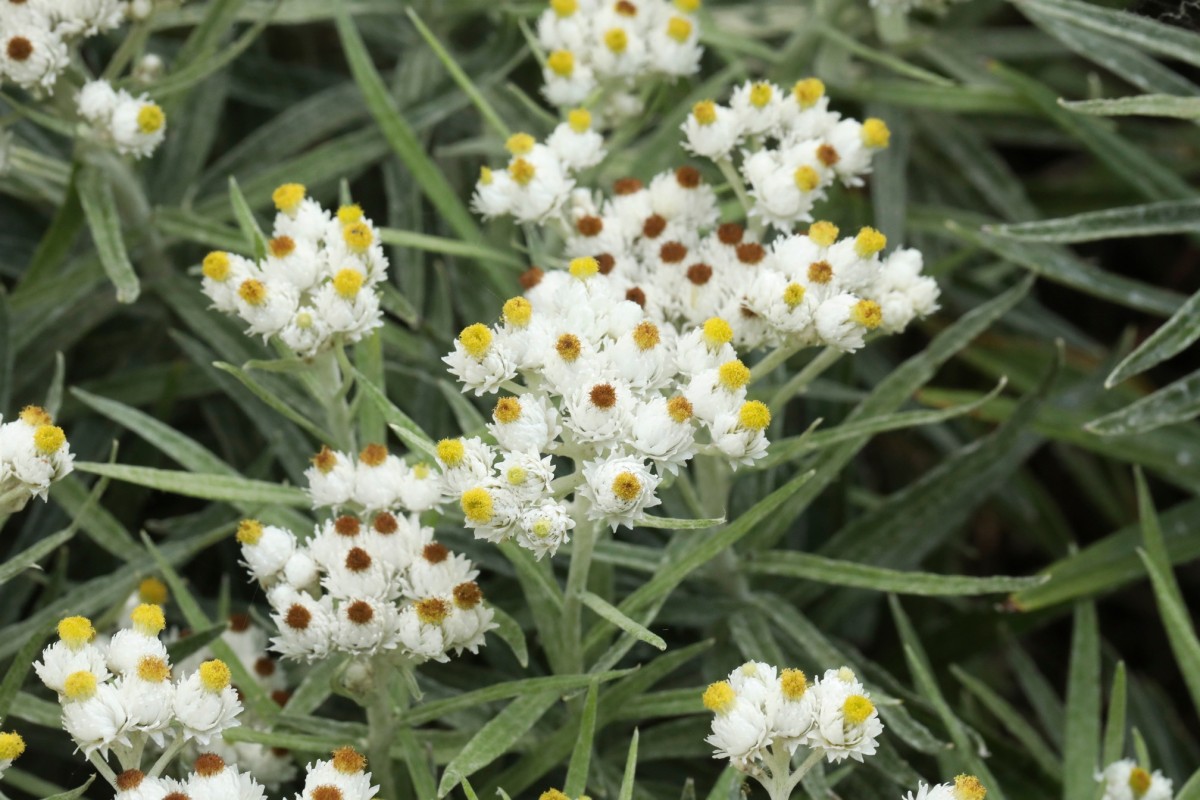 k-5000_08_Großblütiges Perlpfötchen_Anaphalis margaritacea.jpg