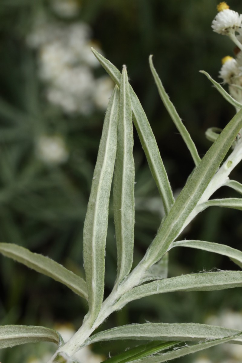 k-5000_09_Großblütiges Perlpfötchen_Anaphalis margaritacea.JPG