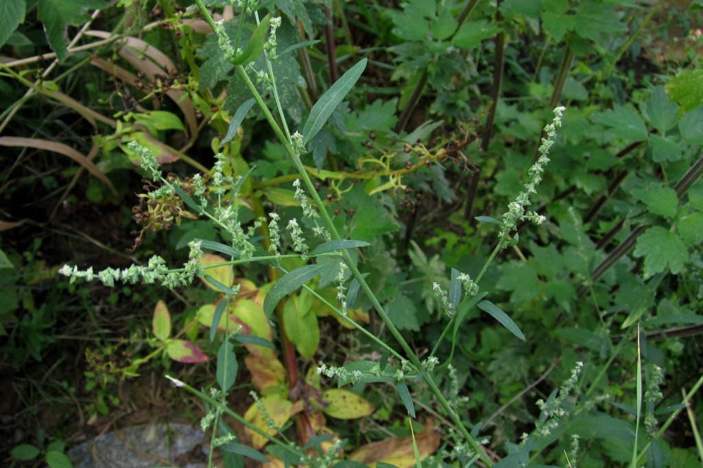 atriplex_cf_patula_rodenberg_2022-10-05 (1).jpg