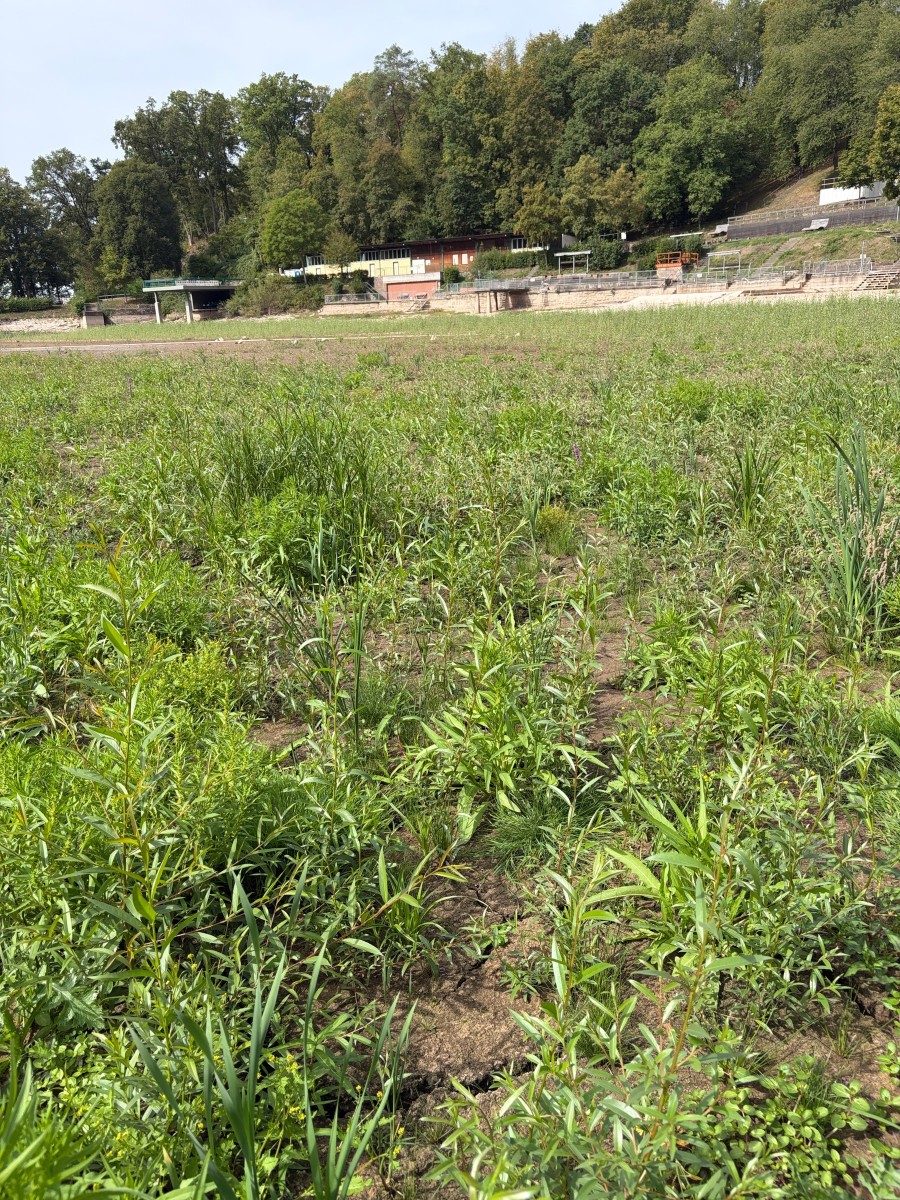 Maulbronn Tiefer See I15.JPG