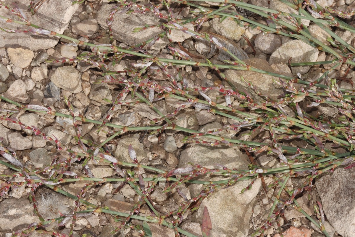 Polygonum arenastrum ssp microspermum Maulbronn Tiefer See A01.JPG