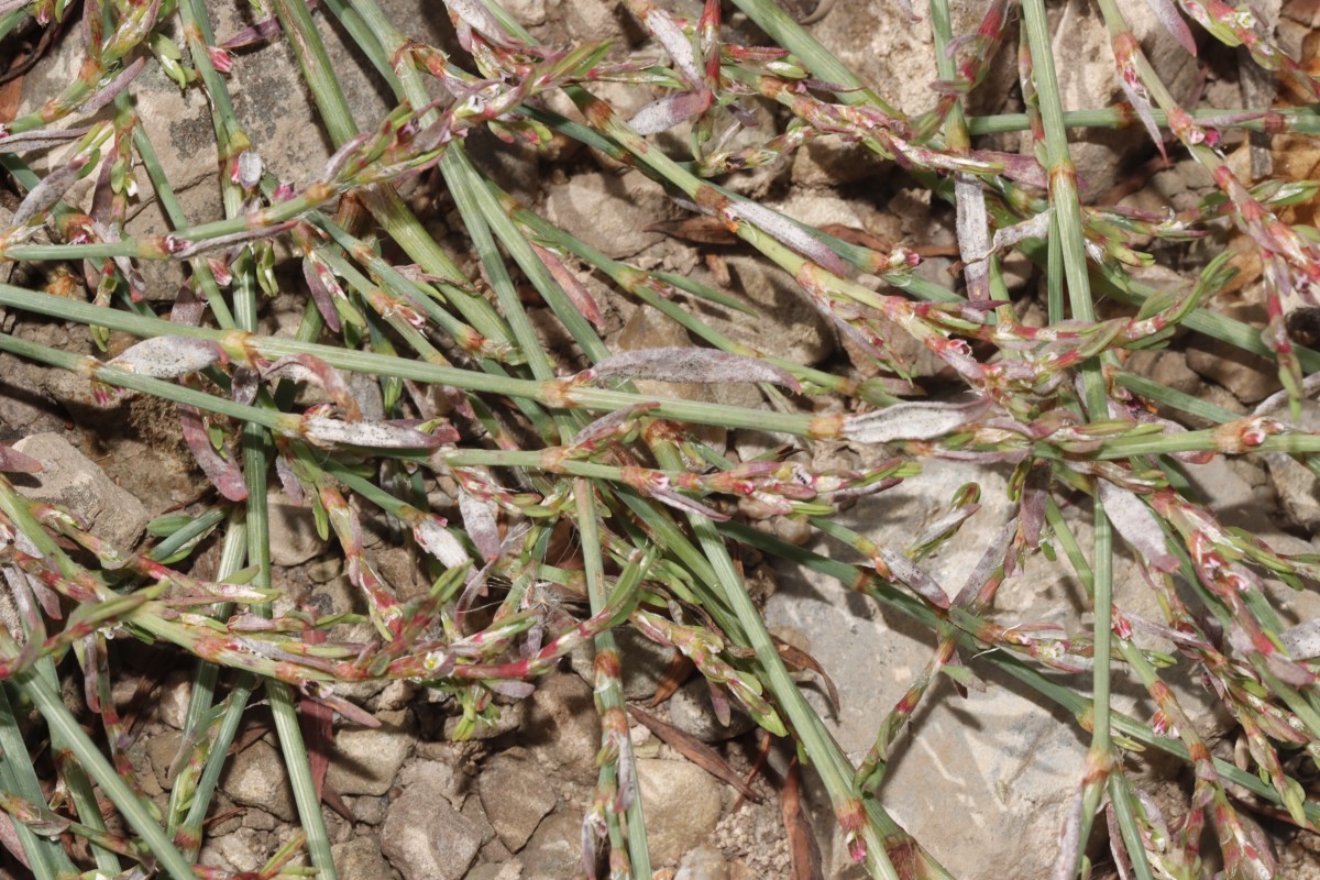 Polygonum arenastrum ssp microspermum Maulbronn Tiefer See A08.JPG