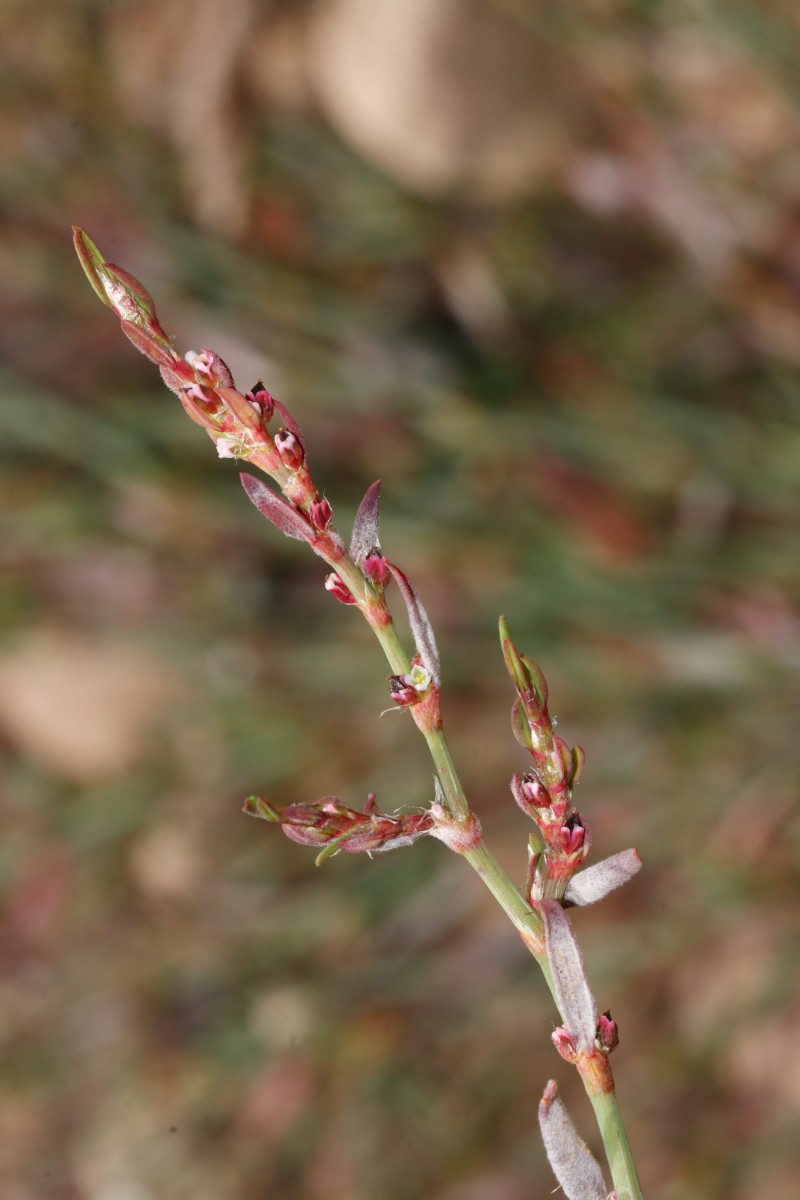 Polygonum arenastrum ssp microspermum Maulbronn Tiefer See A09.JPG
