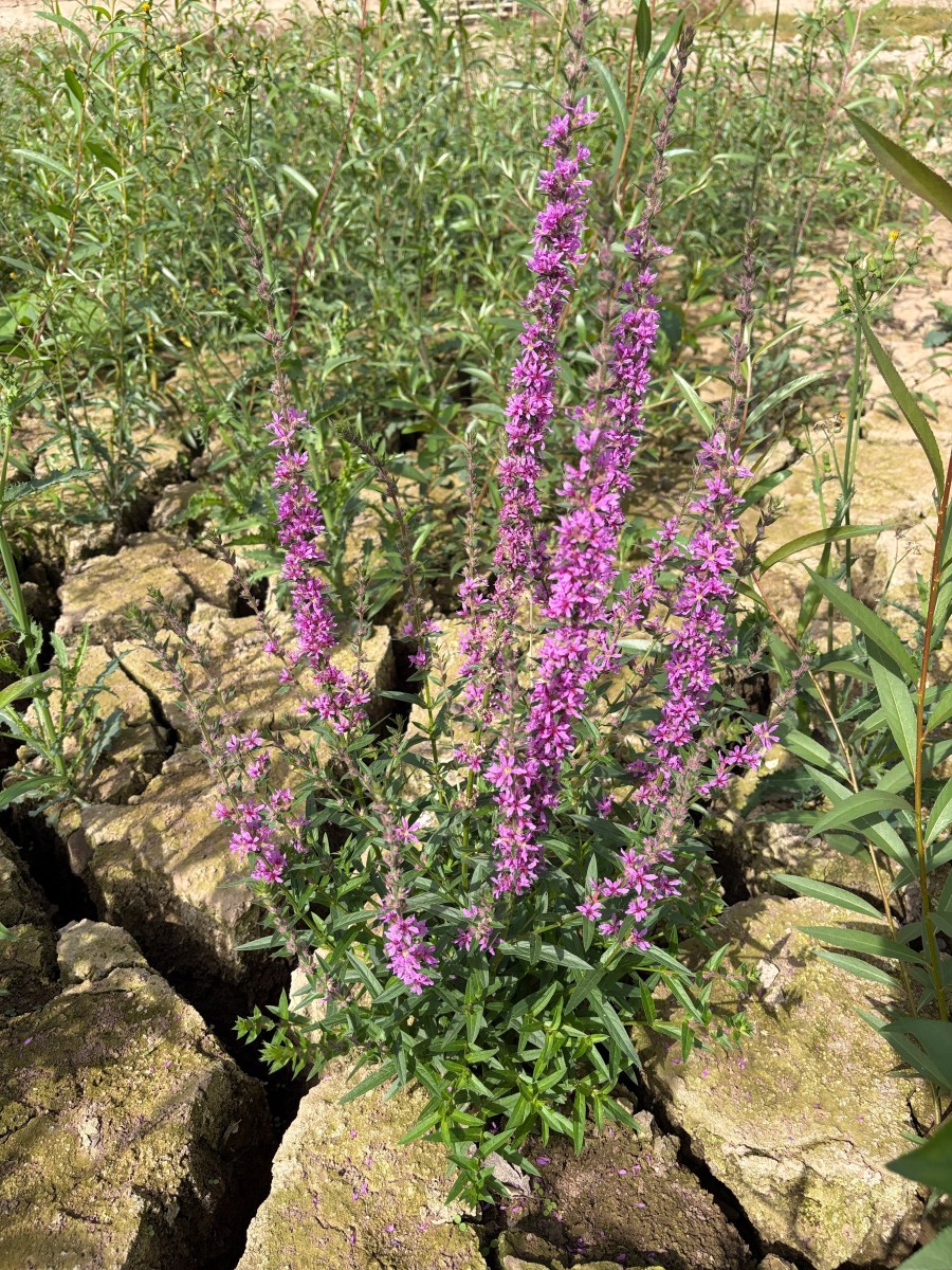 Lythrum salicaria Maulbronn Tiefer See I02.JPG