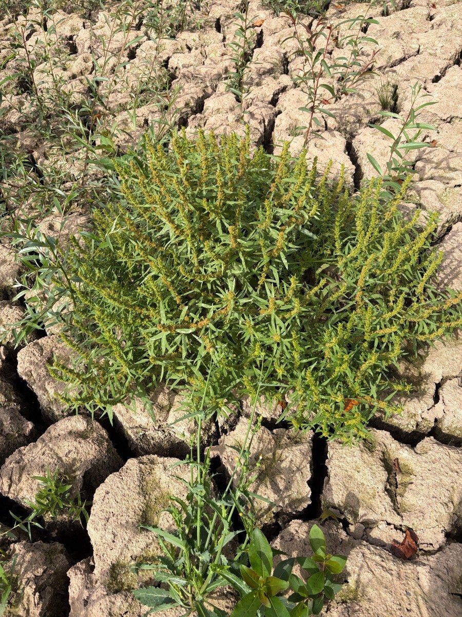 Rumex maritimus Maulbronn Tiefer See I04.JPG