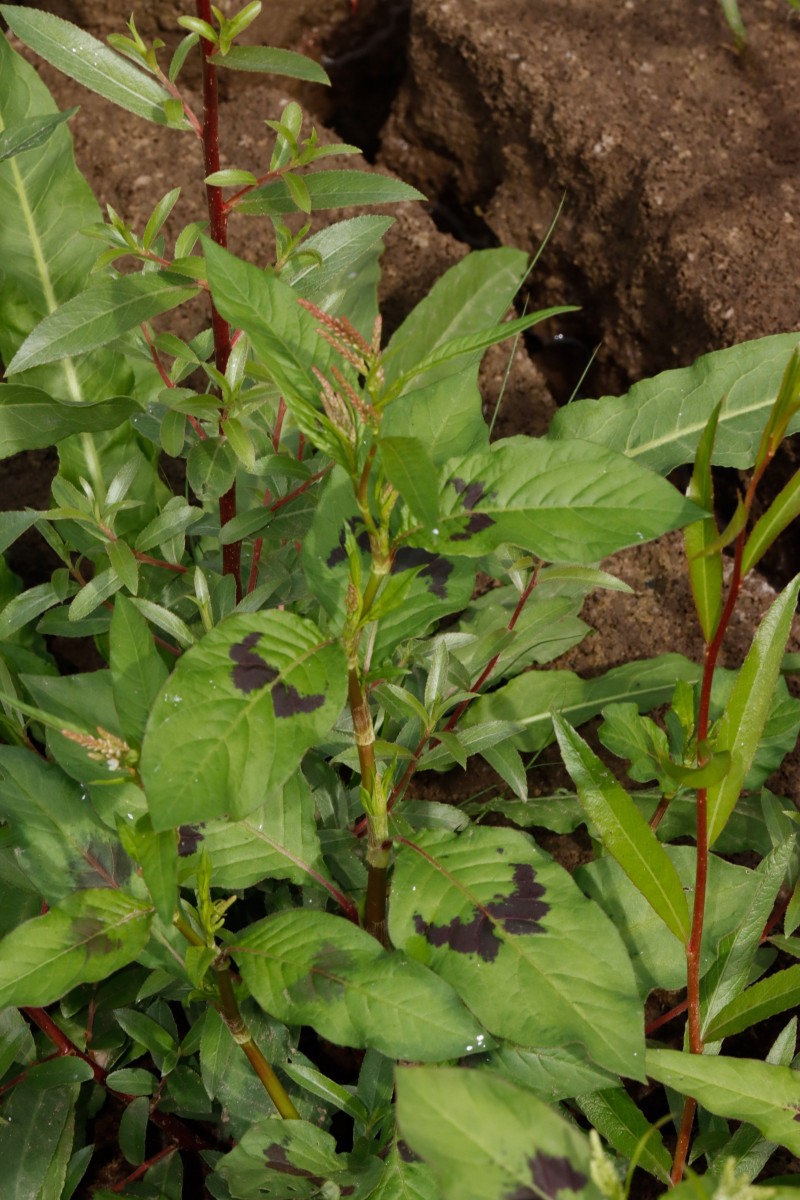 Persicaria lapathifolia ssp brittingeri Maulbronn Tiefer See A01.JPG