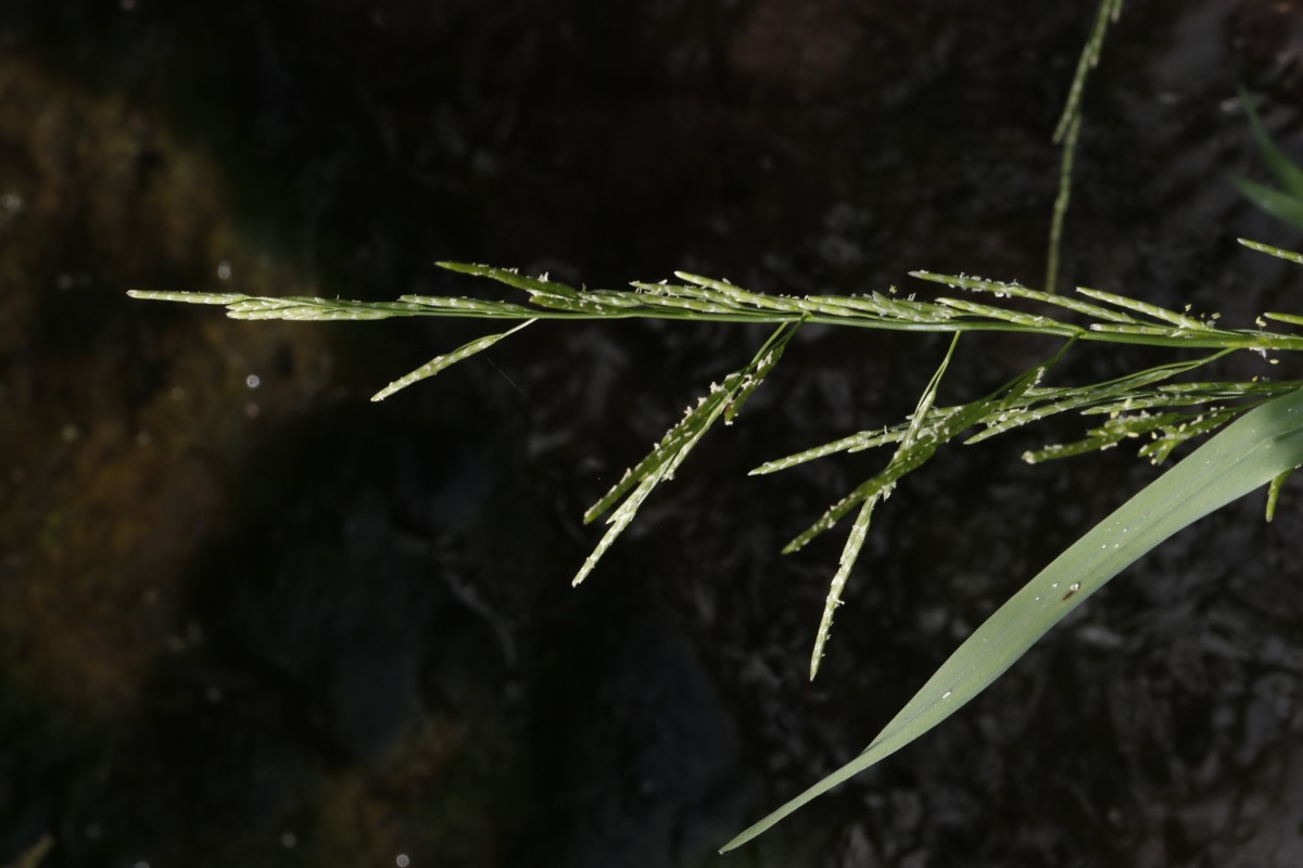 Glyceria notata Maulbronn Tiefer See A01.JPG
