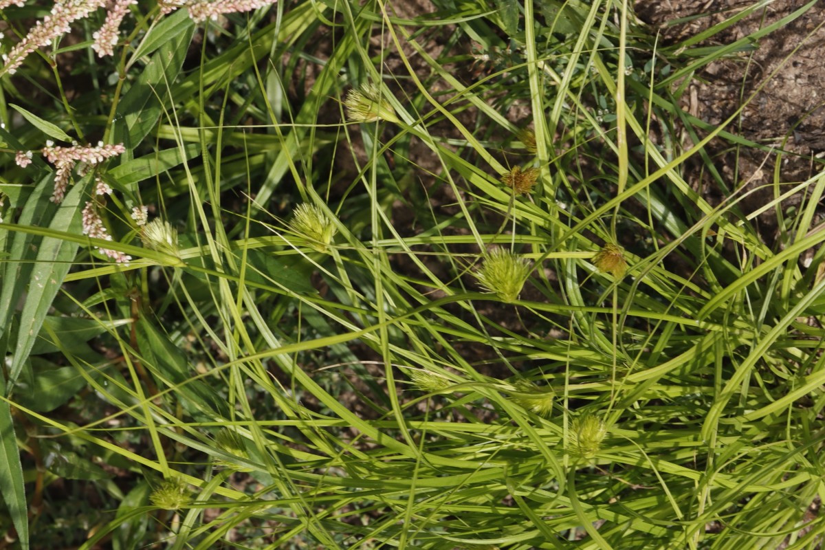 Carex bohemica Maulbronn Tiefer See A02.JPG
