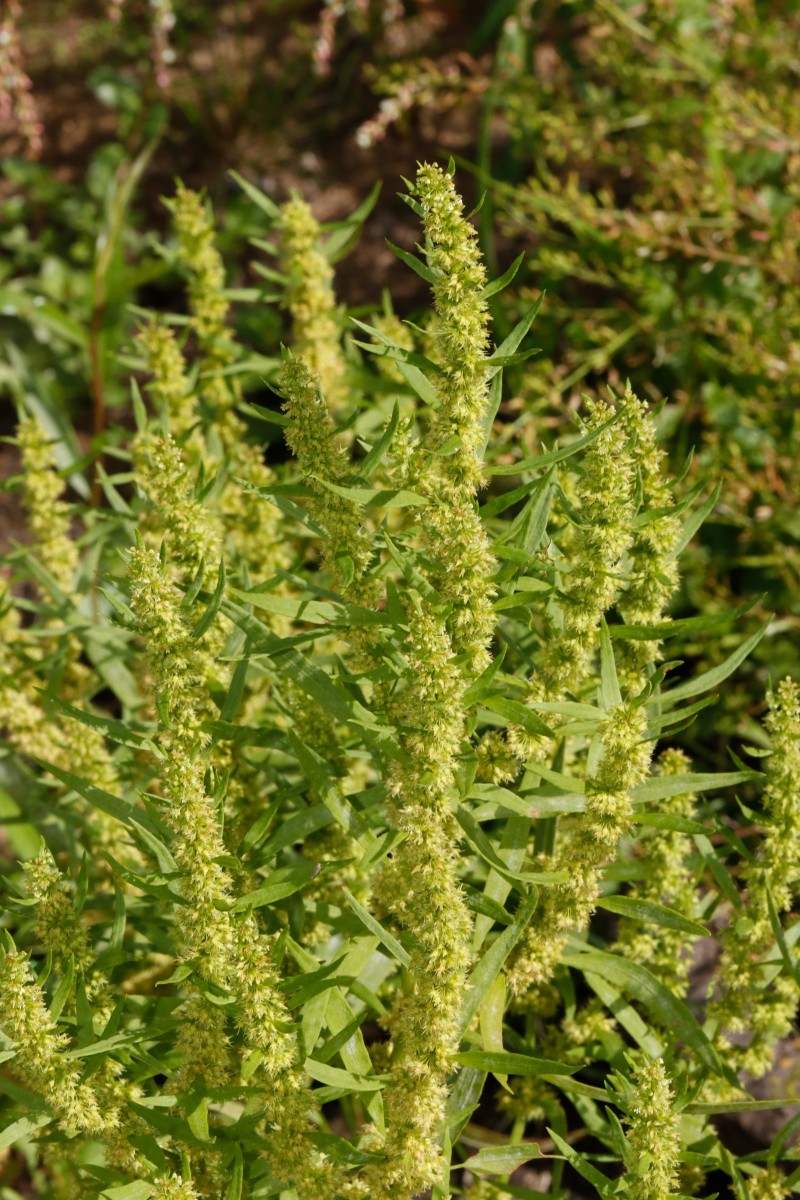 Rumex maritimus (cf) Maulbronn Tiefer See A01.JPG