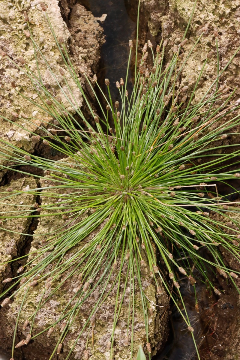 Eleocharis ovata Maulbronn Tiefer See A01.JPG
