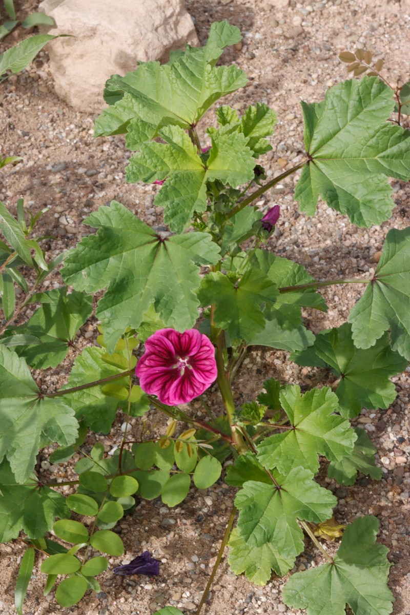 Malva sylvestris ssp mauritiana Maulbronn Tiefer See A01.JPG
