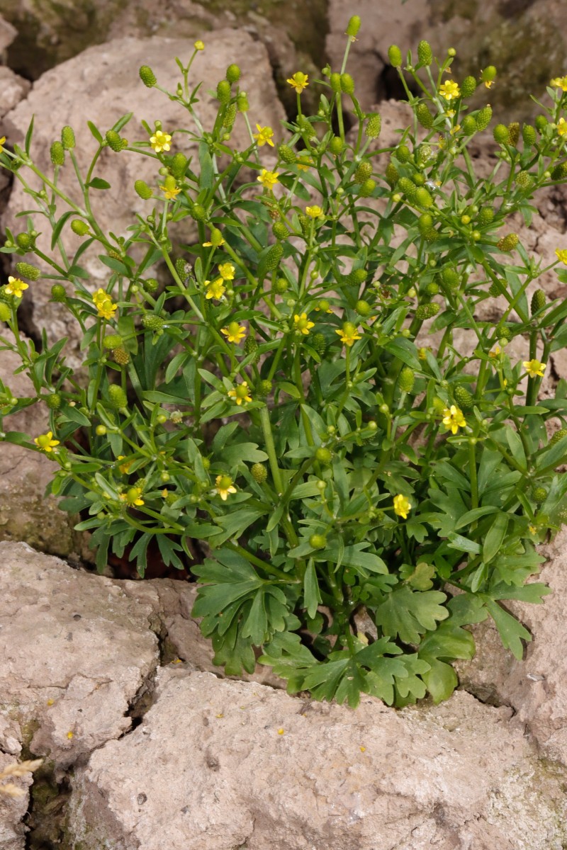 Ranunculus sceleratus Maulbronn Tiefer See A03.JPG