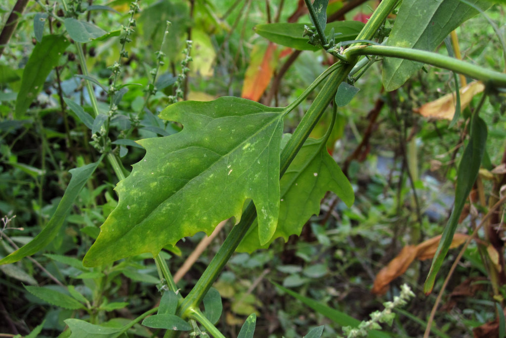atriplex_cf_patula_rodenberg_2022-10-05 (3).jpg