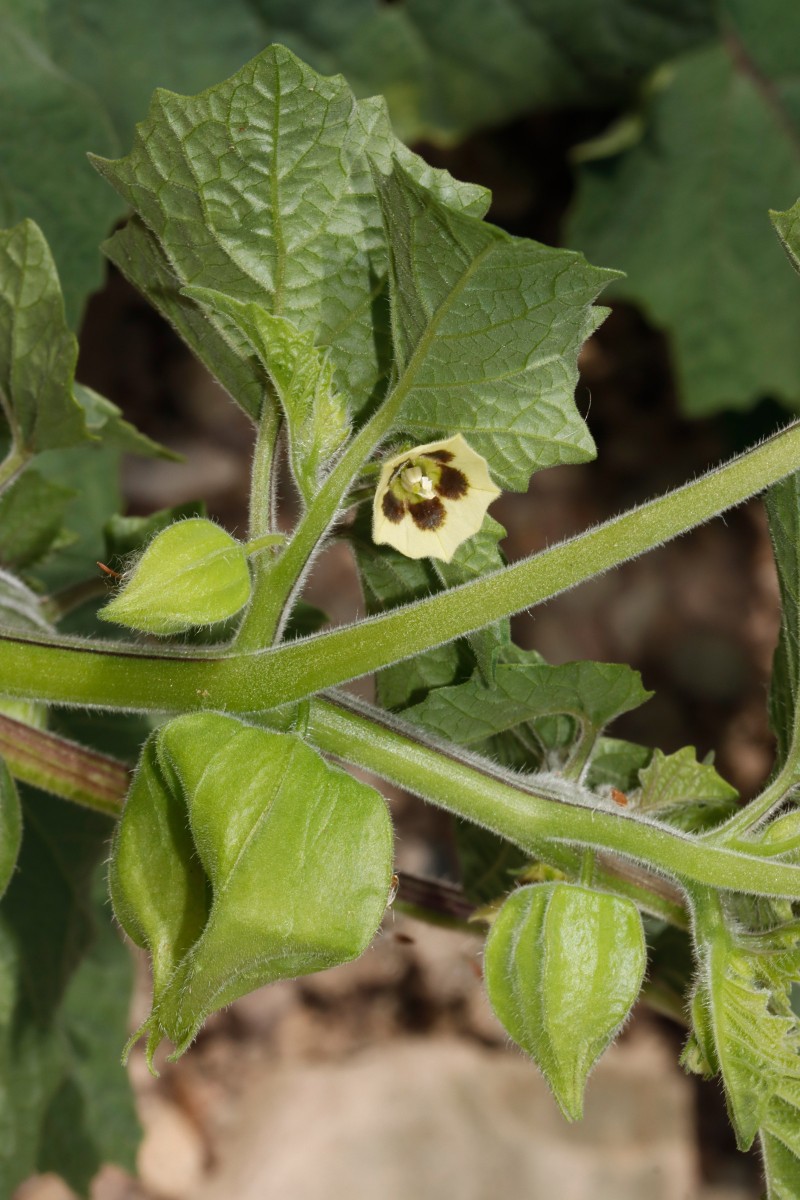 Physalis grisea Maulbronn Tiefer See A15.JPG